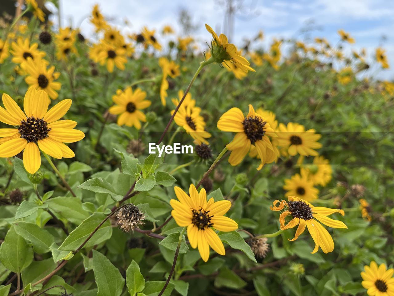 CLOSE-UP OF YELLOW FLOWERING PLANTS