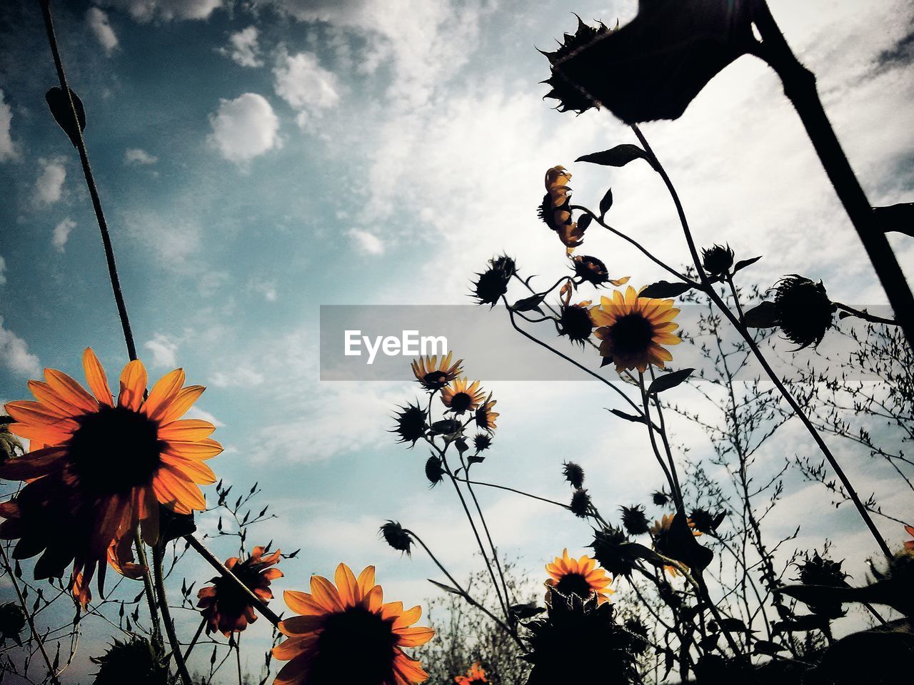 LOW ANGLE VIEW OF FLOWERS GROWING AGAINST SKY