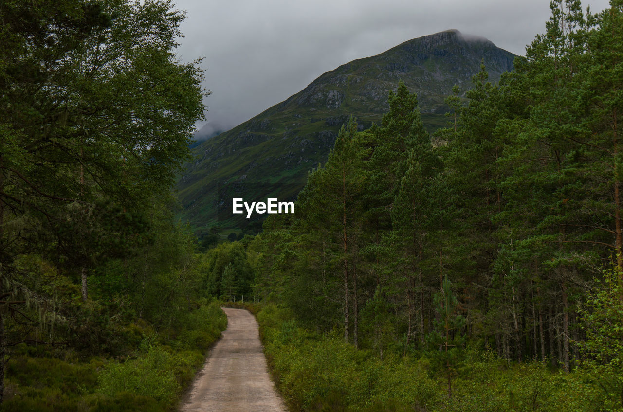 Dirt road amidst trees against sky