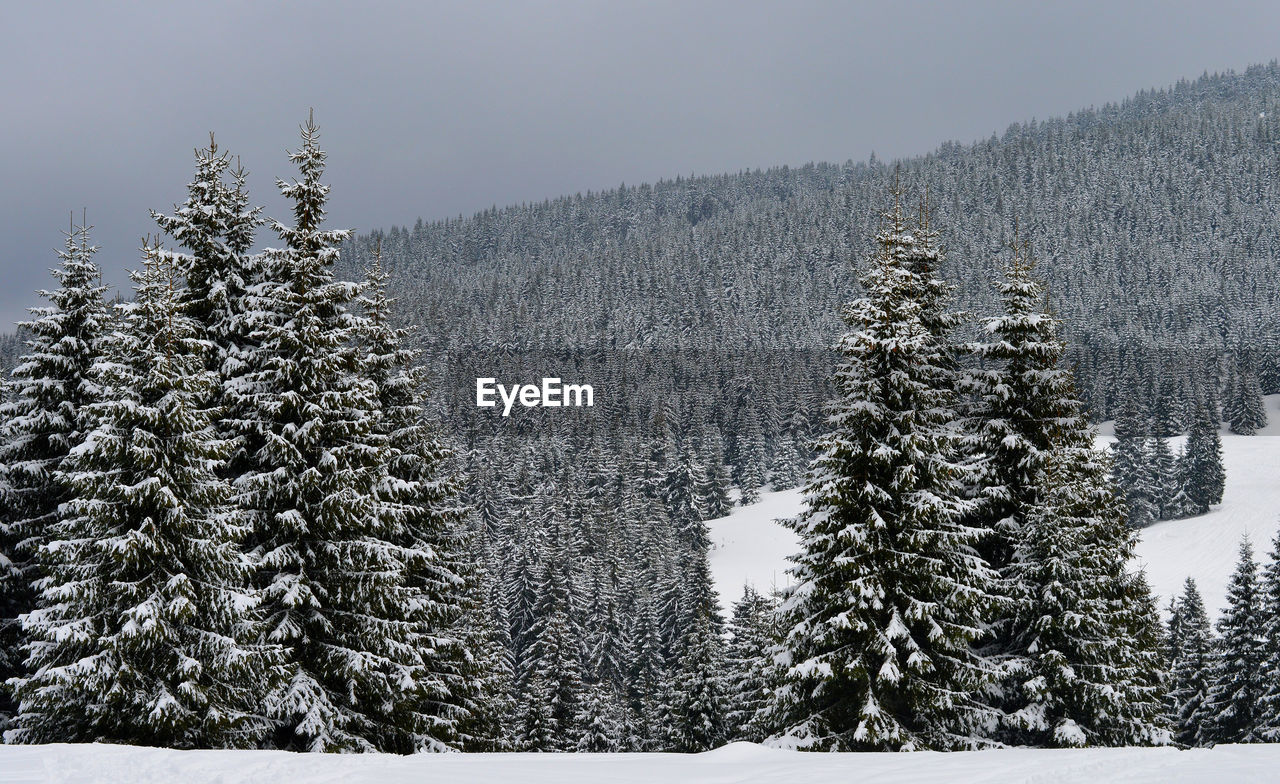 View of trees