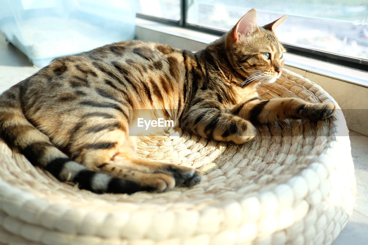 Close-up of cat resting in basket