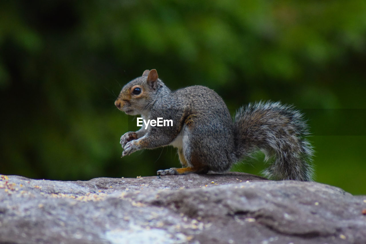 Close-up of squirrel on rock