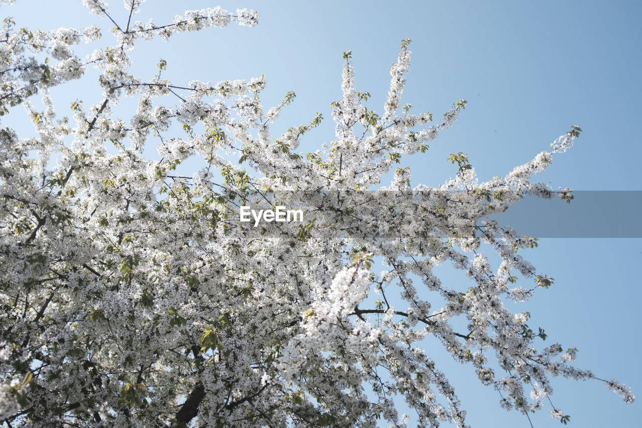 Low angle view of apple blossoms against clear sky