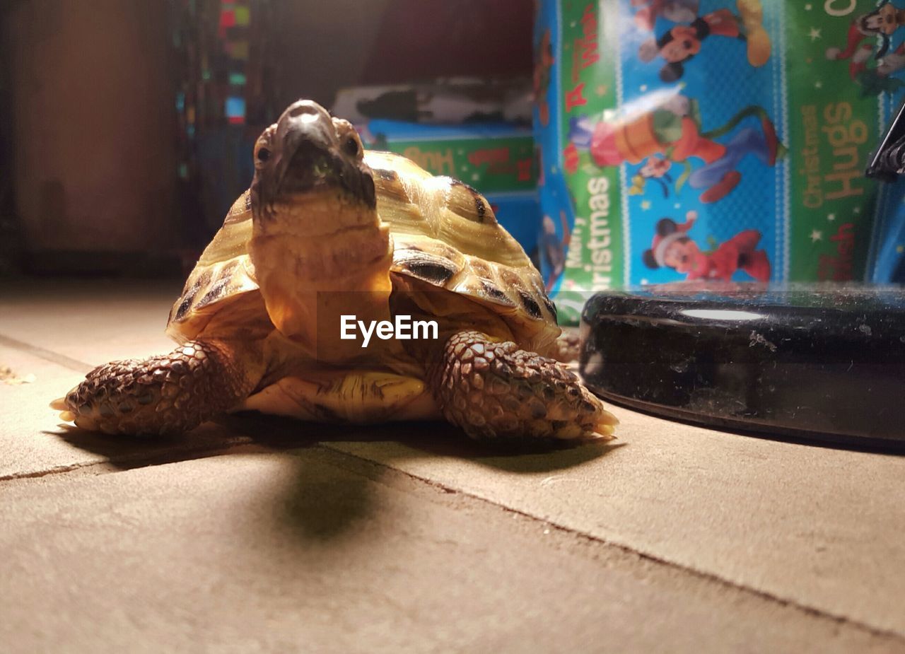 Close-up of tortoise on floor