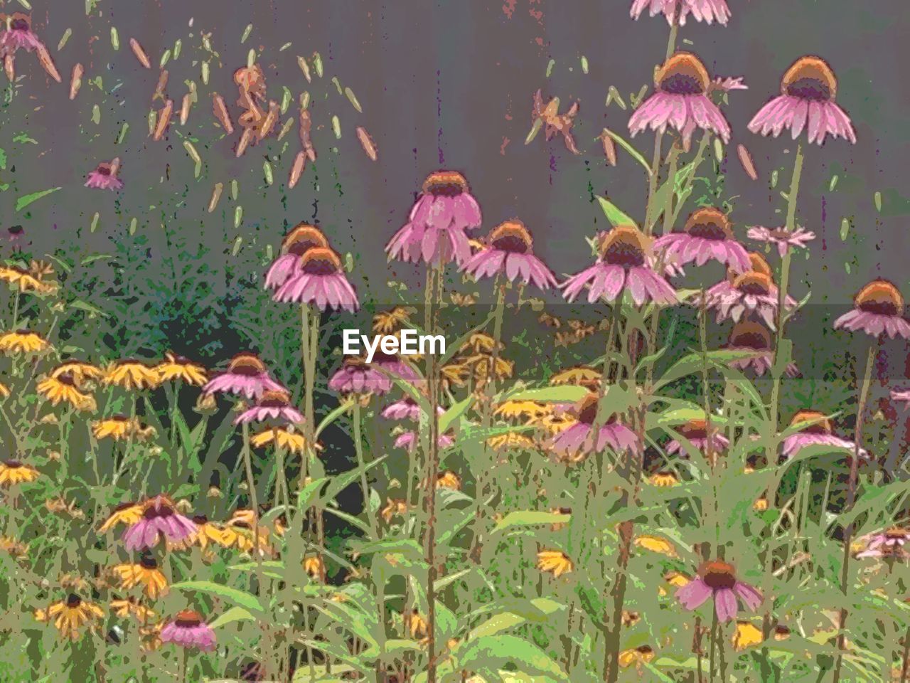 CLOSE-UP OF PURPLE FLOWERS