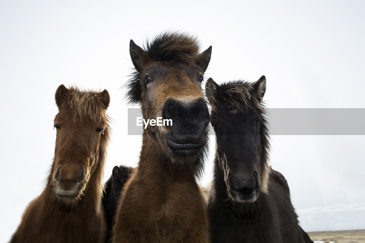 Curious icelandic horses in spring