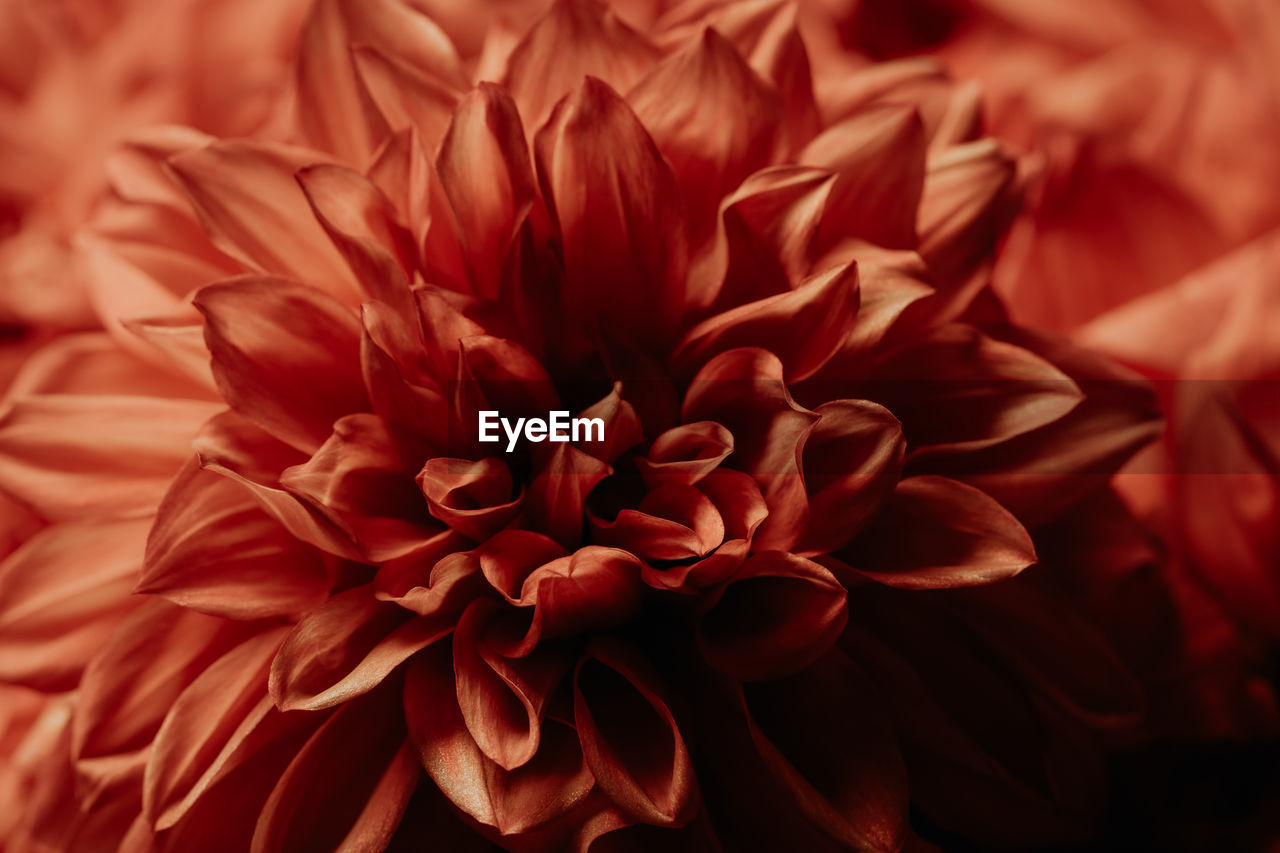 Macro photography of a dark red chrysanthemum. delicate petals in selective focus. 