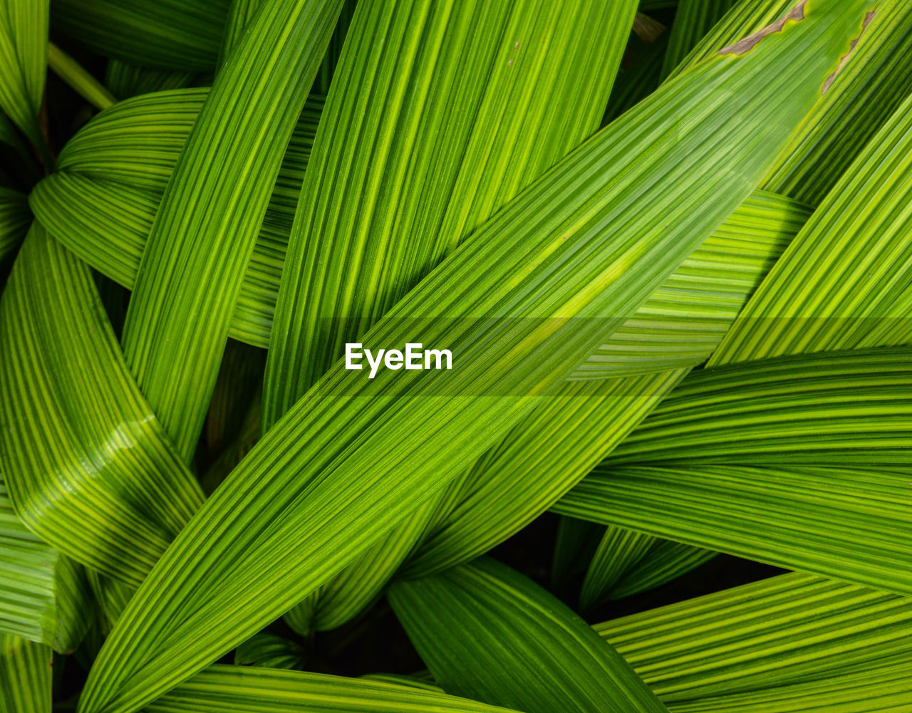 CLOSE-UP OF PALM LEAF