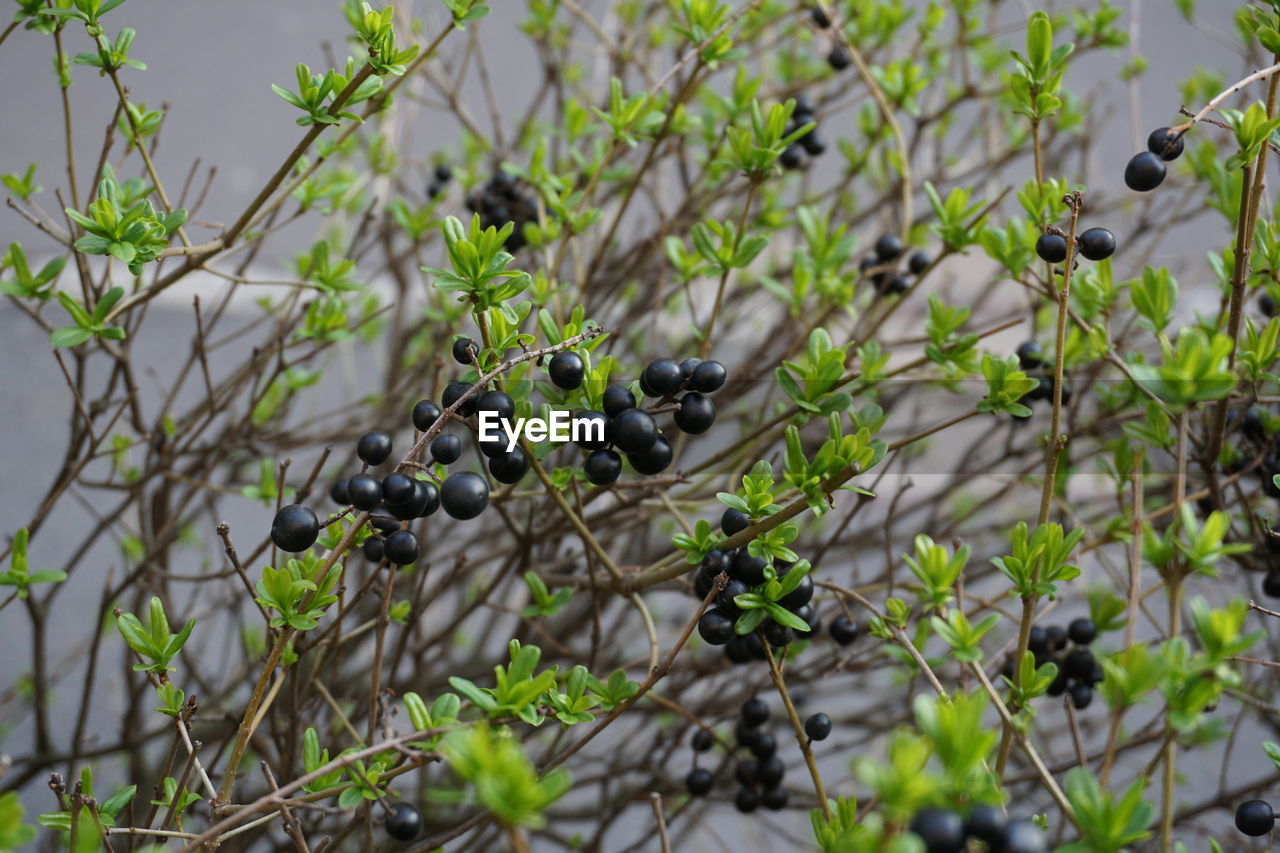 VIEW OF FRUITS AND TREE