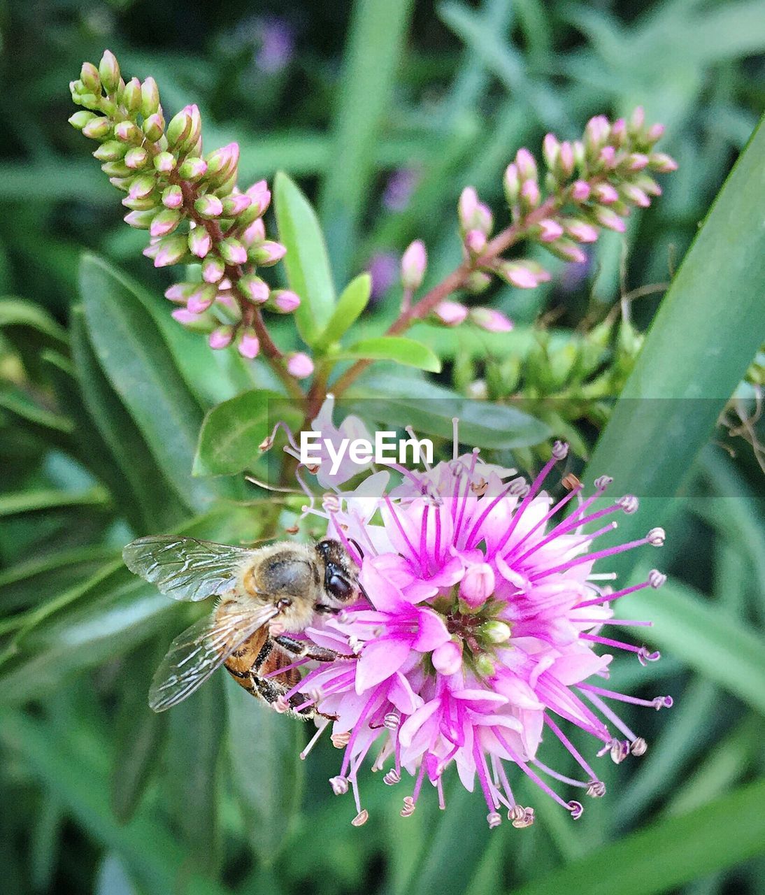 High angle view of honey bee on pink flower