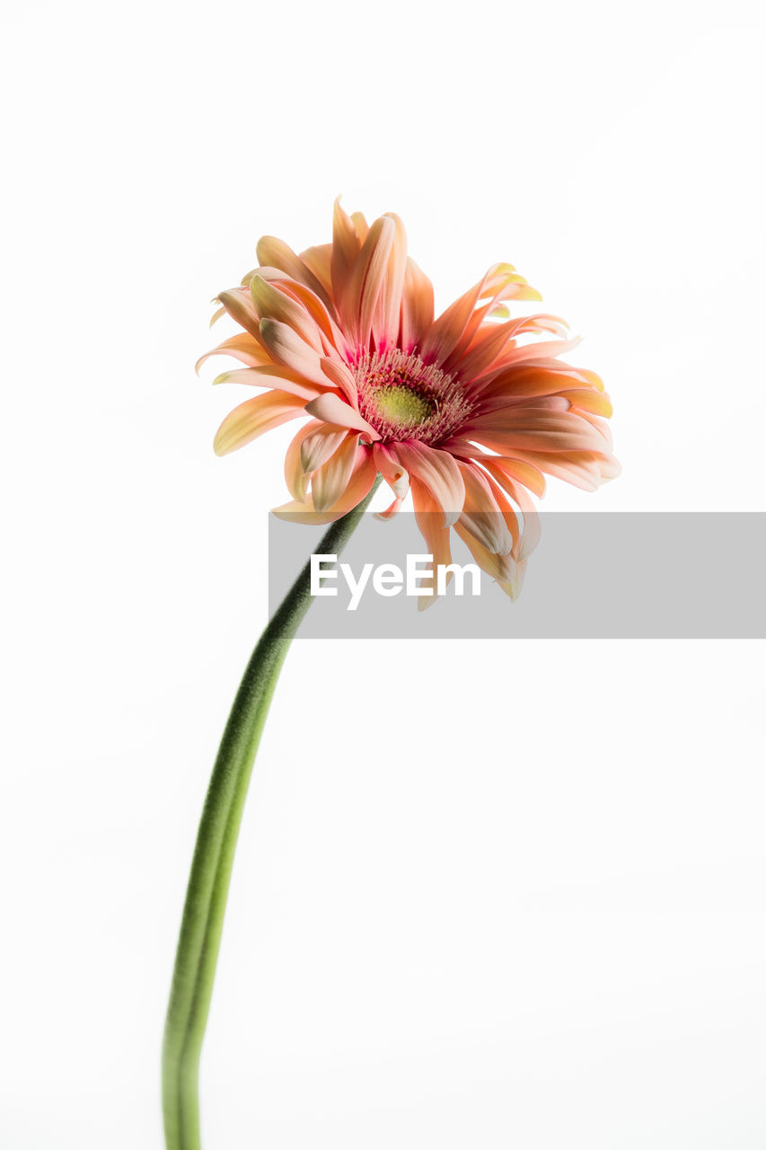 CLOSE-UP OF PINK FLOWER