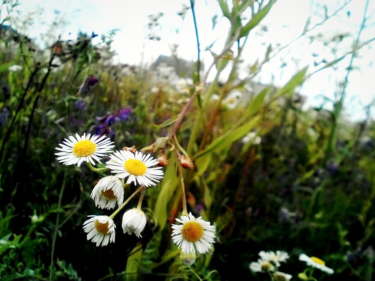 CLOSE-UP OF FLOWERS BLOOMING OUTDOORS