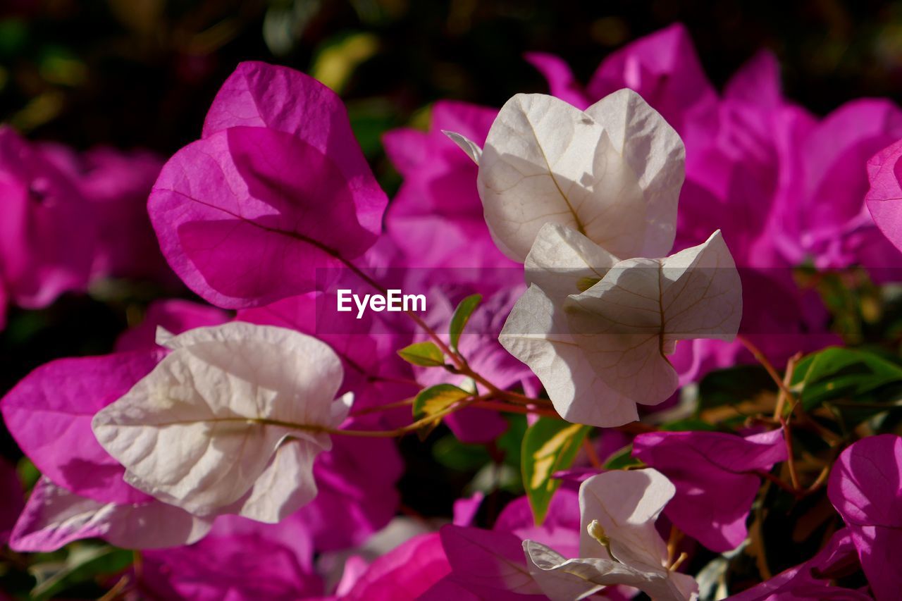 Close-up of pink flowering plant in garden