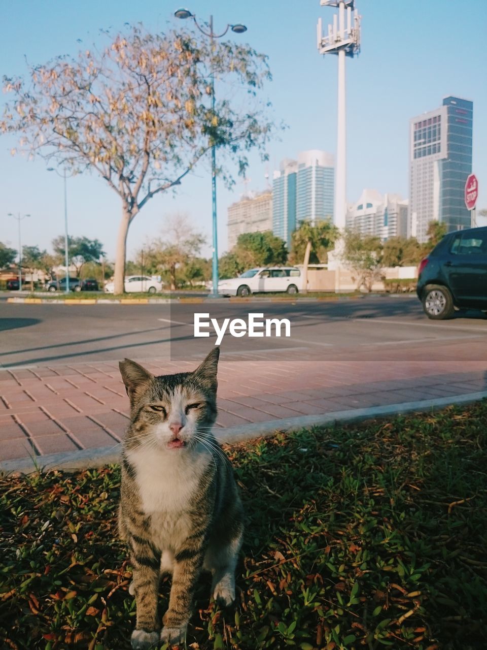 PORTRAIT OF CAT ON STREET