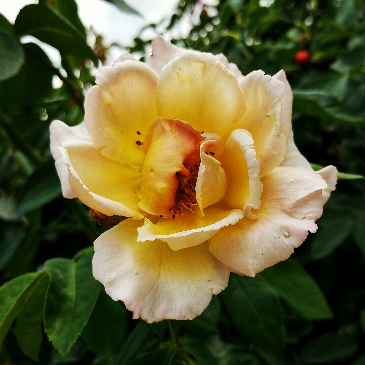 CLOSE-UP OF YELLOW FLOWERS BLOOMING