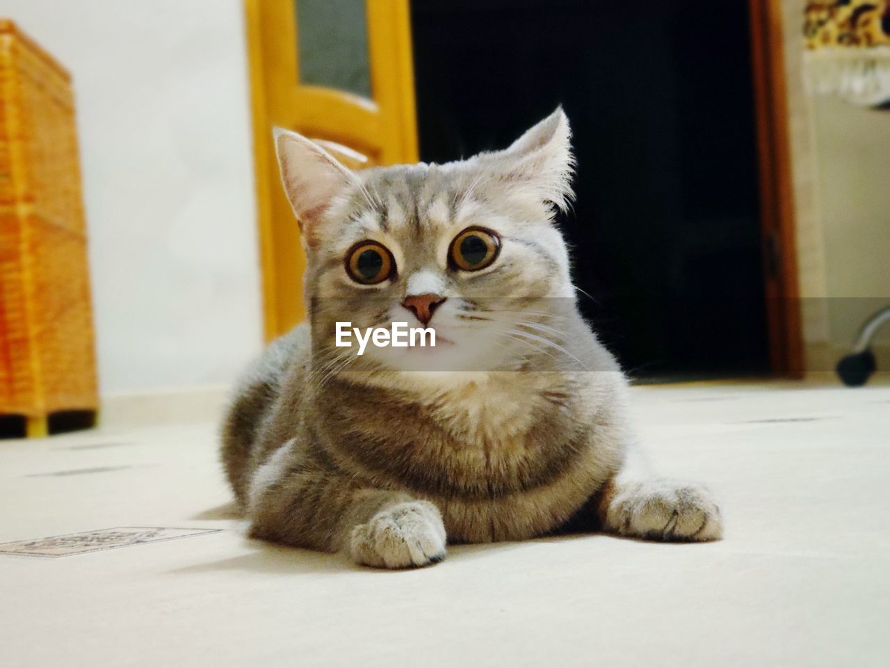 pet, cat, domestic animals, domestic cat, animal themes, animal, mammal, feline, one animal, whiskers, small to medium-sized cats, felidae, portrait, looking at camera, sitting, indoors, no people, relaxation, table, carnivore, cute, looking