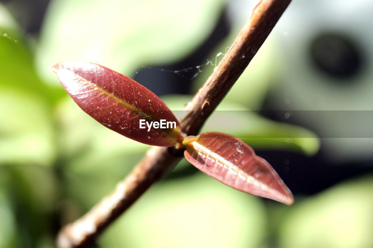 CLOSE-UP OF FLOWER PLANT