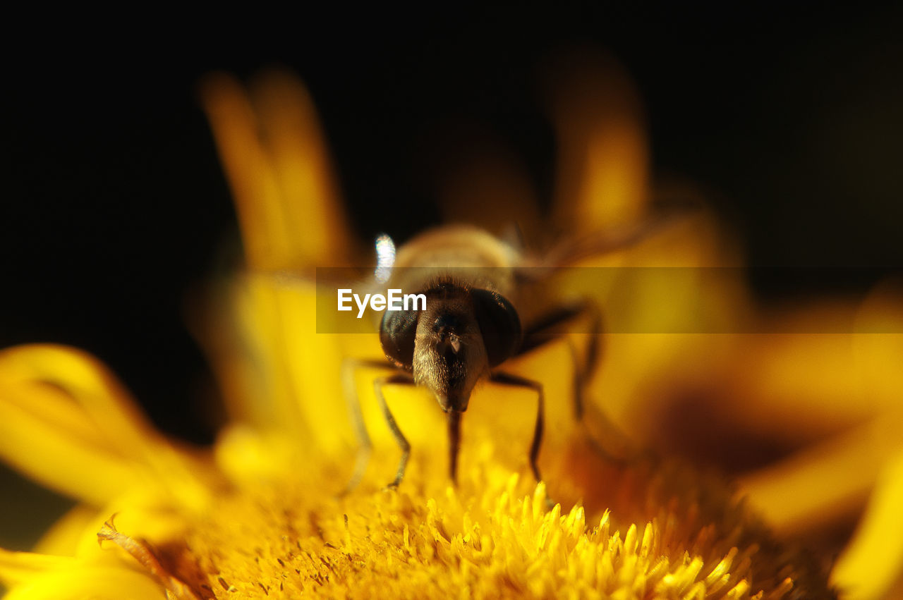 Macro shot of honey bee pollinating on yellow flower