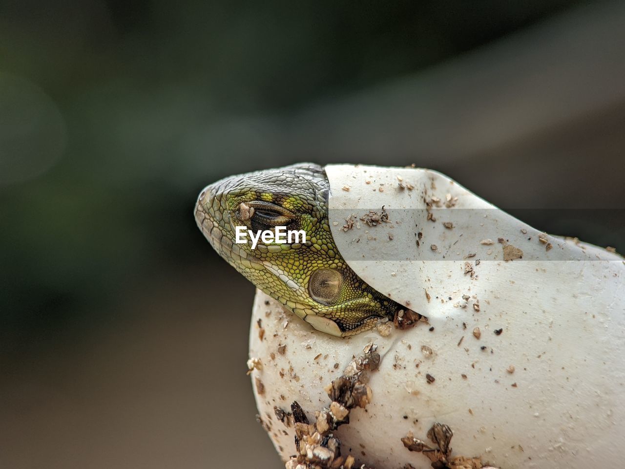 CLOSE-UP OF LIZARD