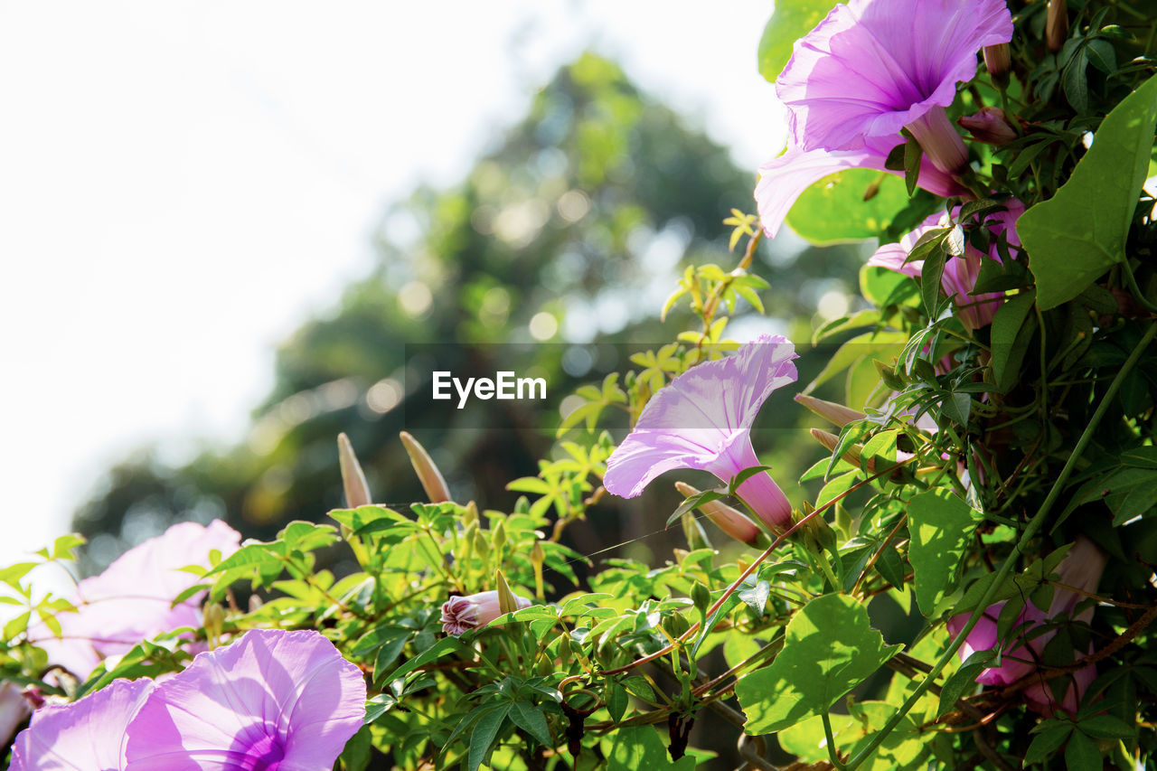 Close-up of pink flowering plant