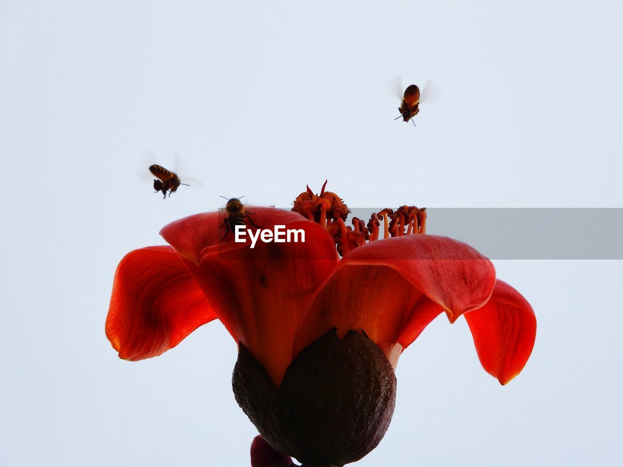 LOW ANGLE VIEW OF BEE FLYING IN SKY