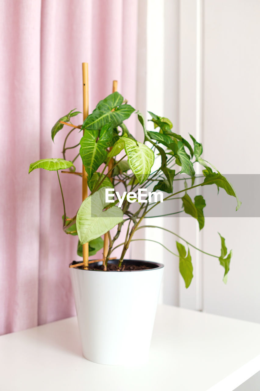 Syngonium houseplant with lush green leaves in a white pot on a light background