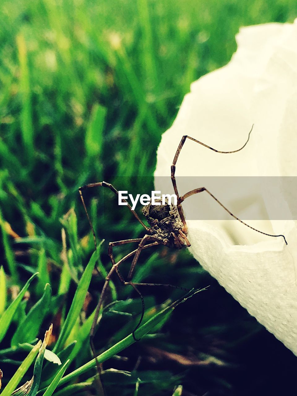 CLOSE-UP OF INSECT ON PLANT