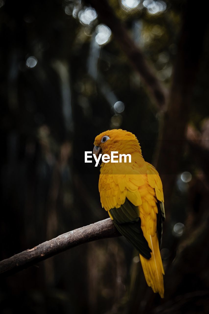 yellow, animal themes, animal, bird, animal wildlife, pet, nature, tree, parrot, beak, wildlife, one animal, branch, forest, perching, beauty in nature, outdoors, no people, rainforest, tropical bird, tropical climate, plant, multi colored, feather, green, environment, leaf, animal body part