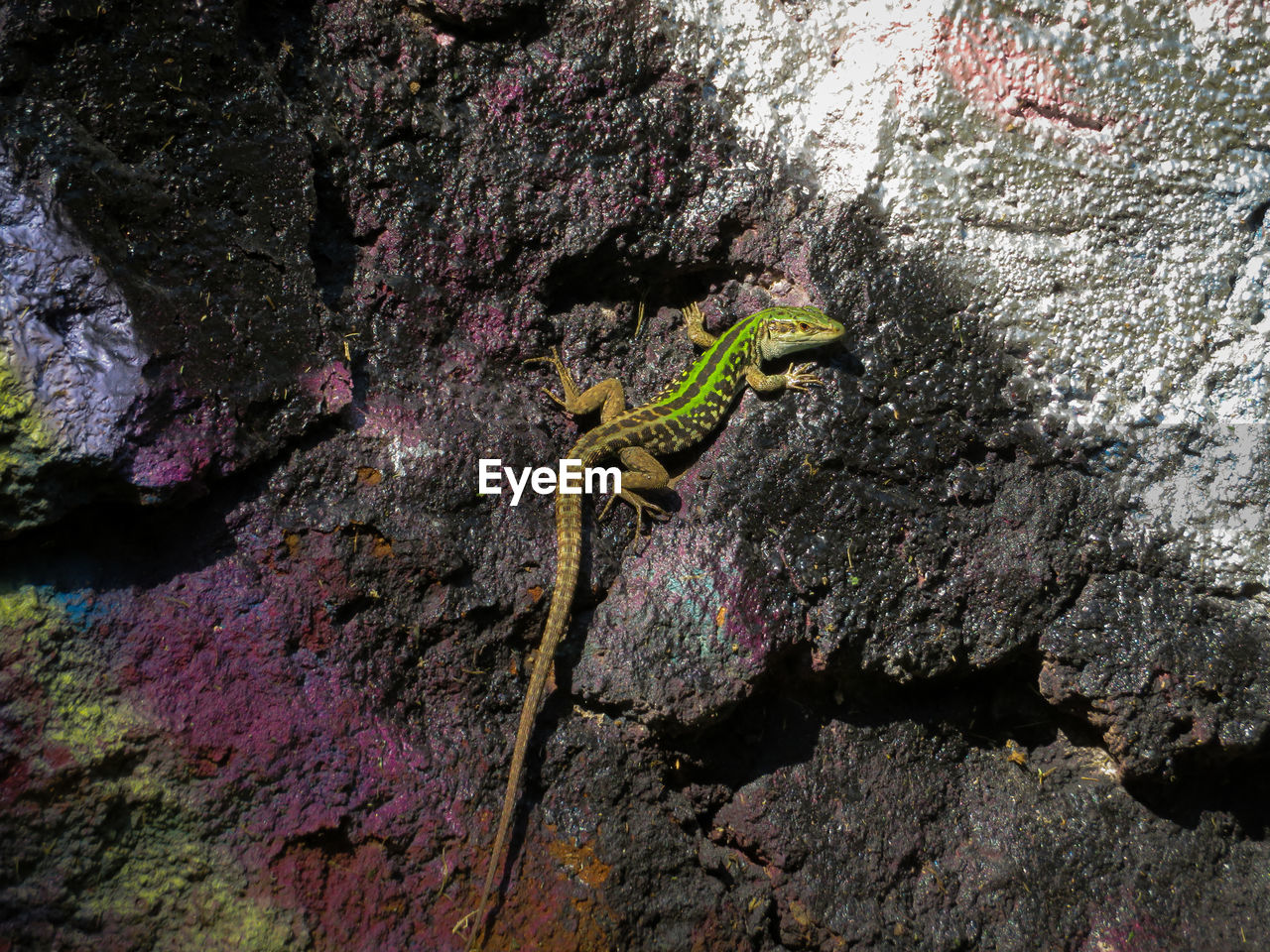 Emerald lizard on the wall.  multicolored murals.  purple black and white.