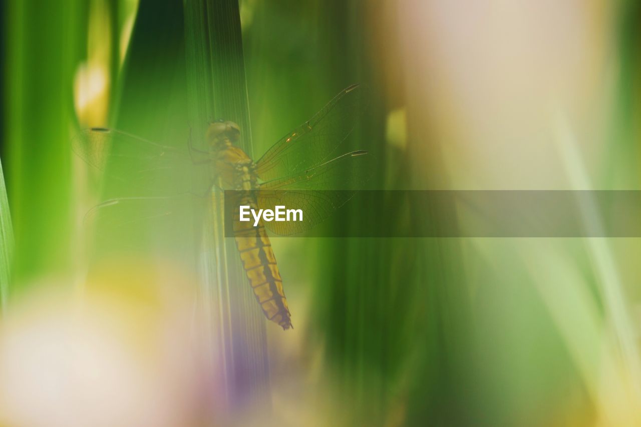 CLOSE-UP OF GRASSHOPPER