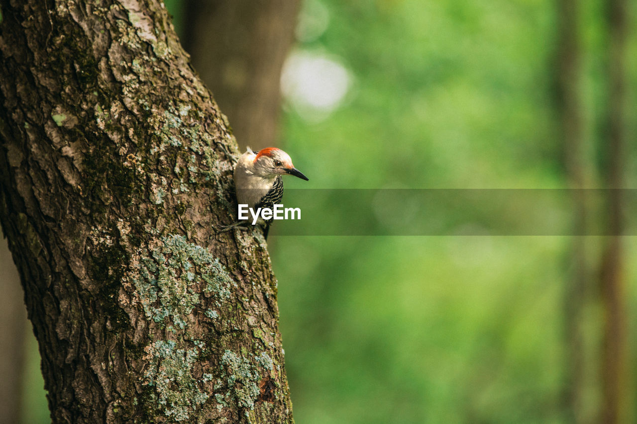 Woodpecker on a tree