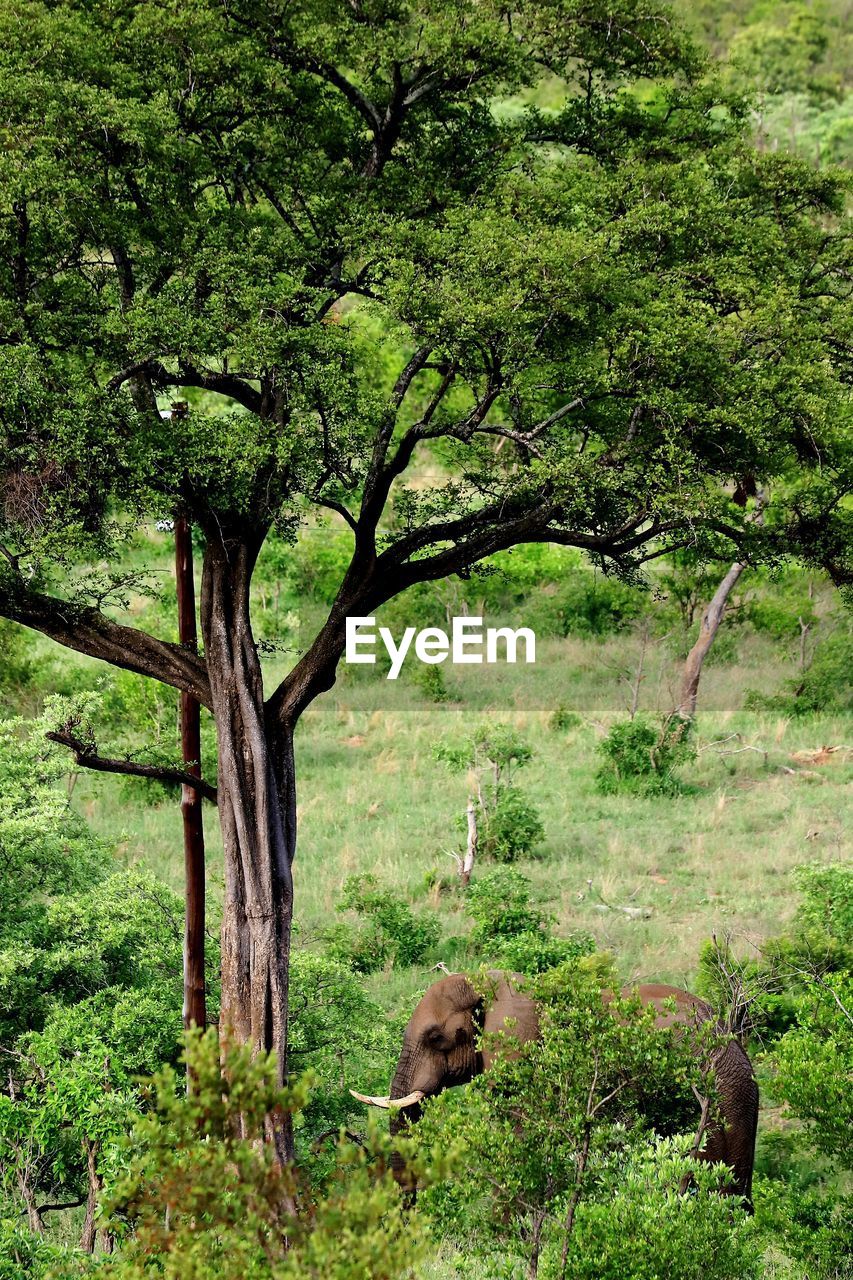 VIEW OF MONKEY ON TREE