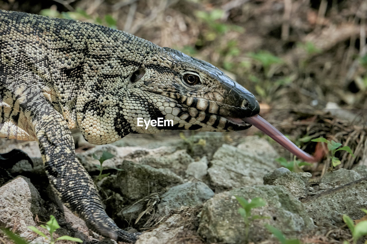 animal themes, animal, animal wildlife, one animal, wildlife, wall lizard, reptile, lizard, nature, no people, animal body part, day, close-up, land, outdoors, side view