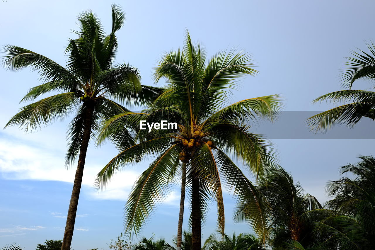 Low angle view of palm trees against sky