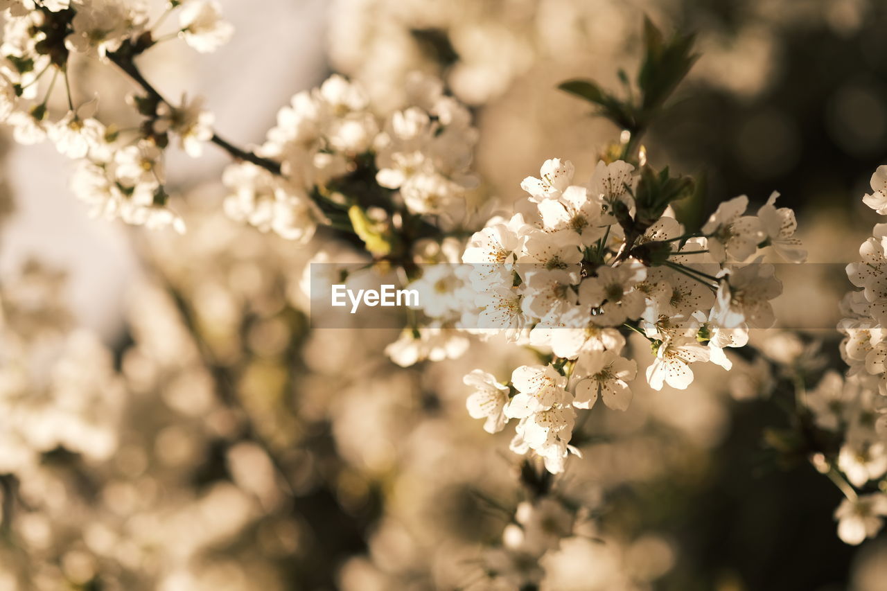 plant, flower, flowering plant, springtime, blossom, freshness, tree, beauty in nature, spring, fragility, nature, branch, growth, macro photography, close-up, cherry blossom, white, flower head, no people, focus on foreground, inflorescence, outdoors, selective focus, food and drink, cherry tree, botany, produce, fruit, sunlight, fruit tree, food, petal, agriculture, day, twig, backgrounds, almond tree