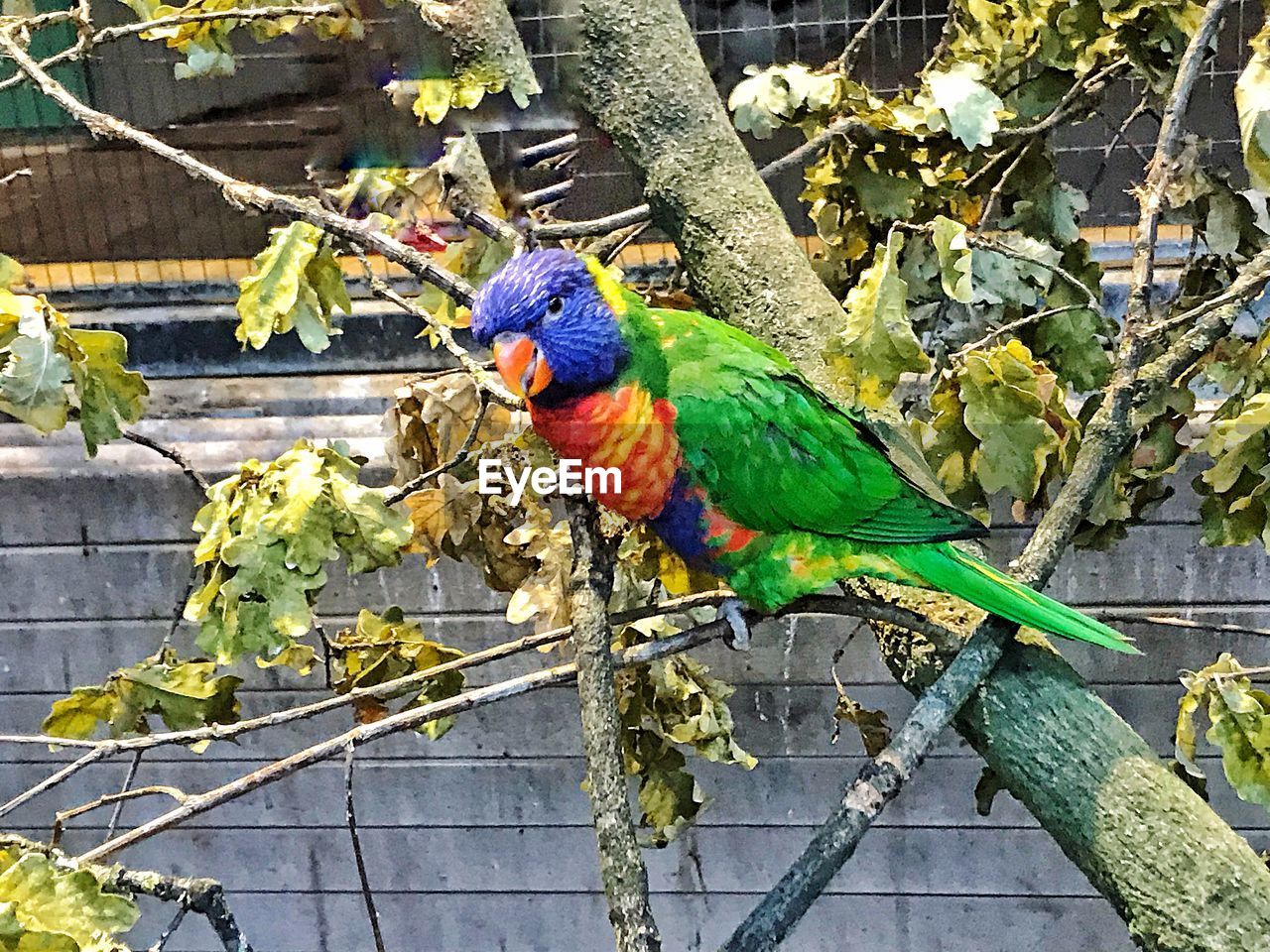 VIEW OF PARROT PERCHING ON TREE