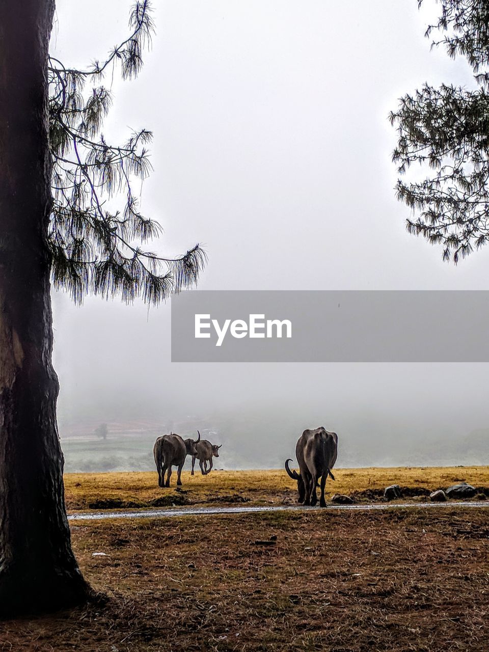 Animals on land against sky during foggy weather