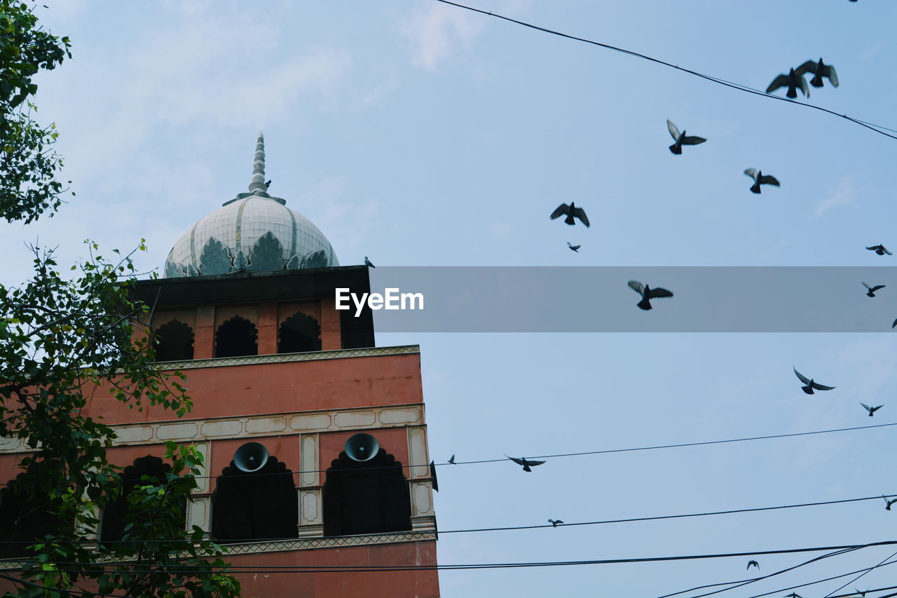 Low angle view of birds flying against sky