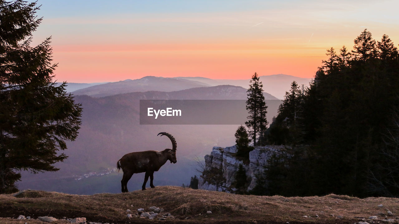 Silhouette mountain goat standing against sky during sunset