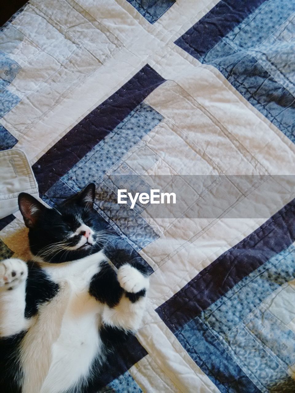 Directly above shot of cat sleeping on bed