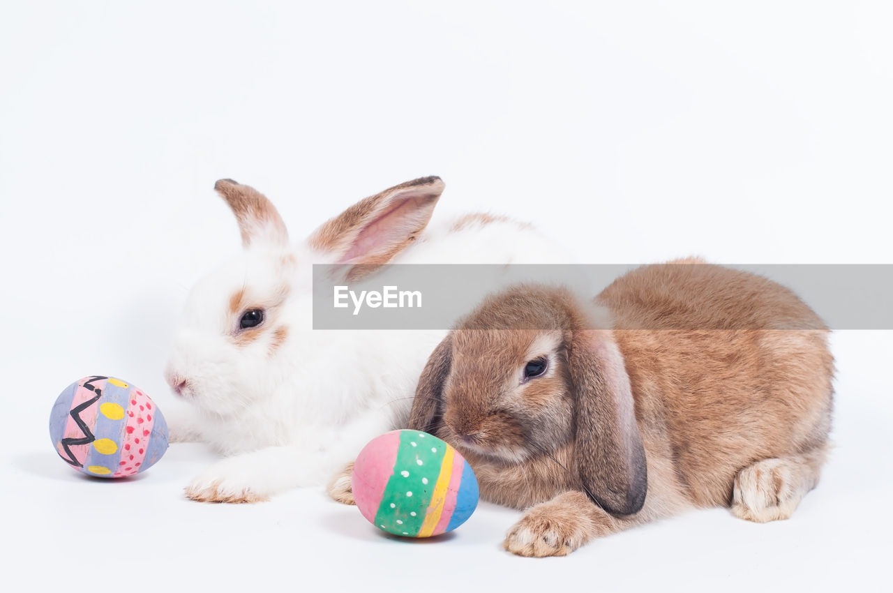 Close-up of two rabbits against white background, rabbits with easter eggs