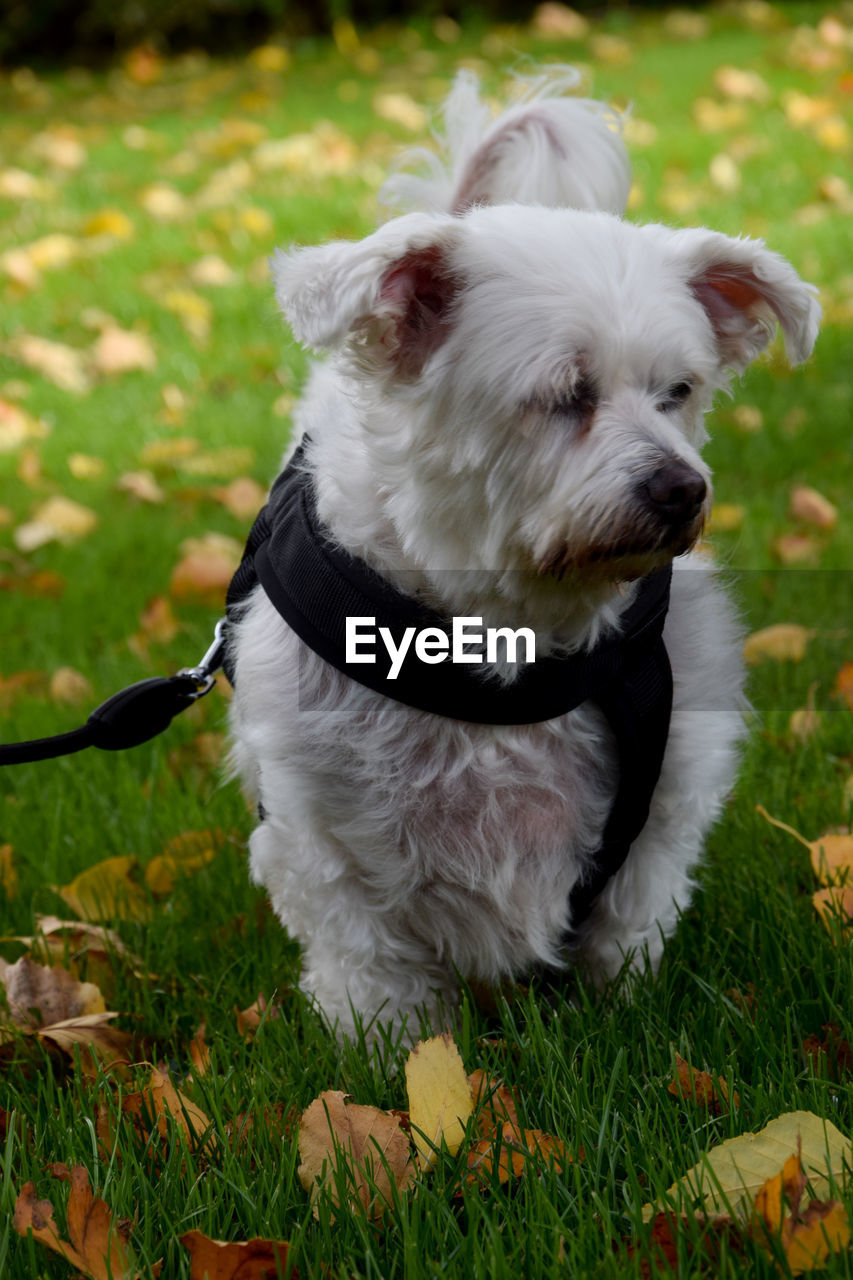 WHITE DOG LOOKING AWAY WHILE LYING ON GRASS