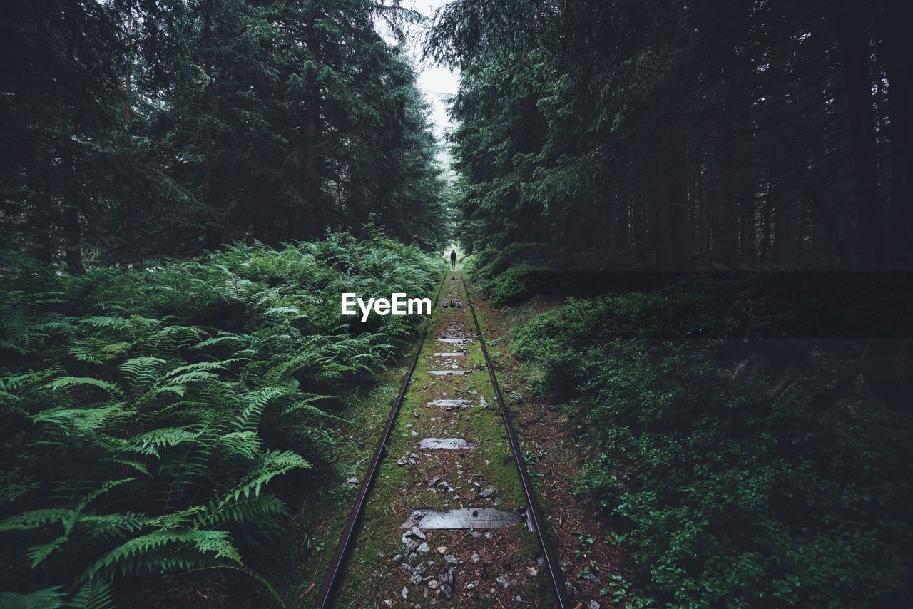 Railroad tracks amidst trees in forest