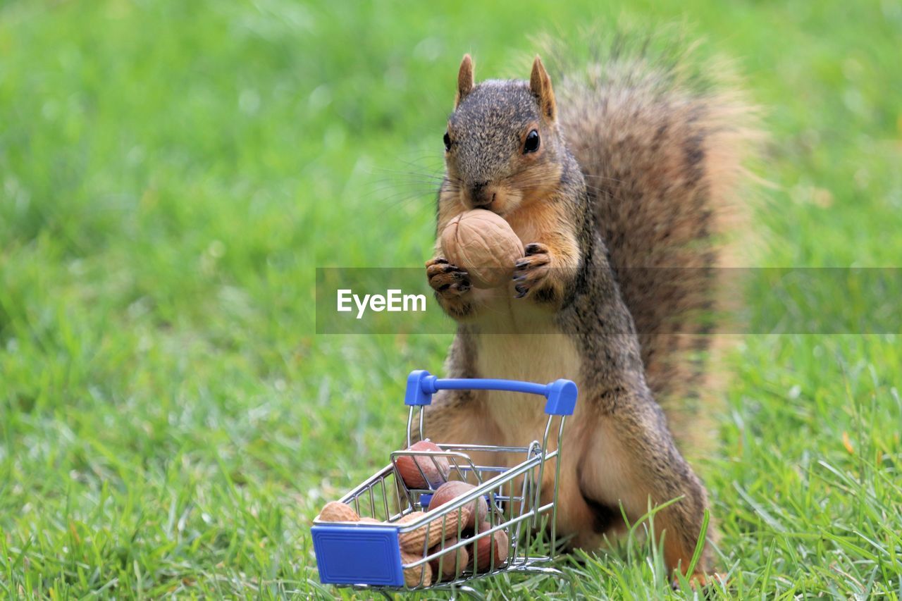 Mr. squirrel doing some shopping for walnuts, hazelnuts and peanuts 
