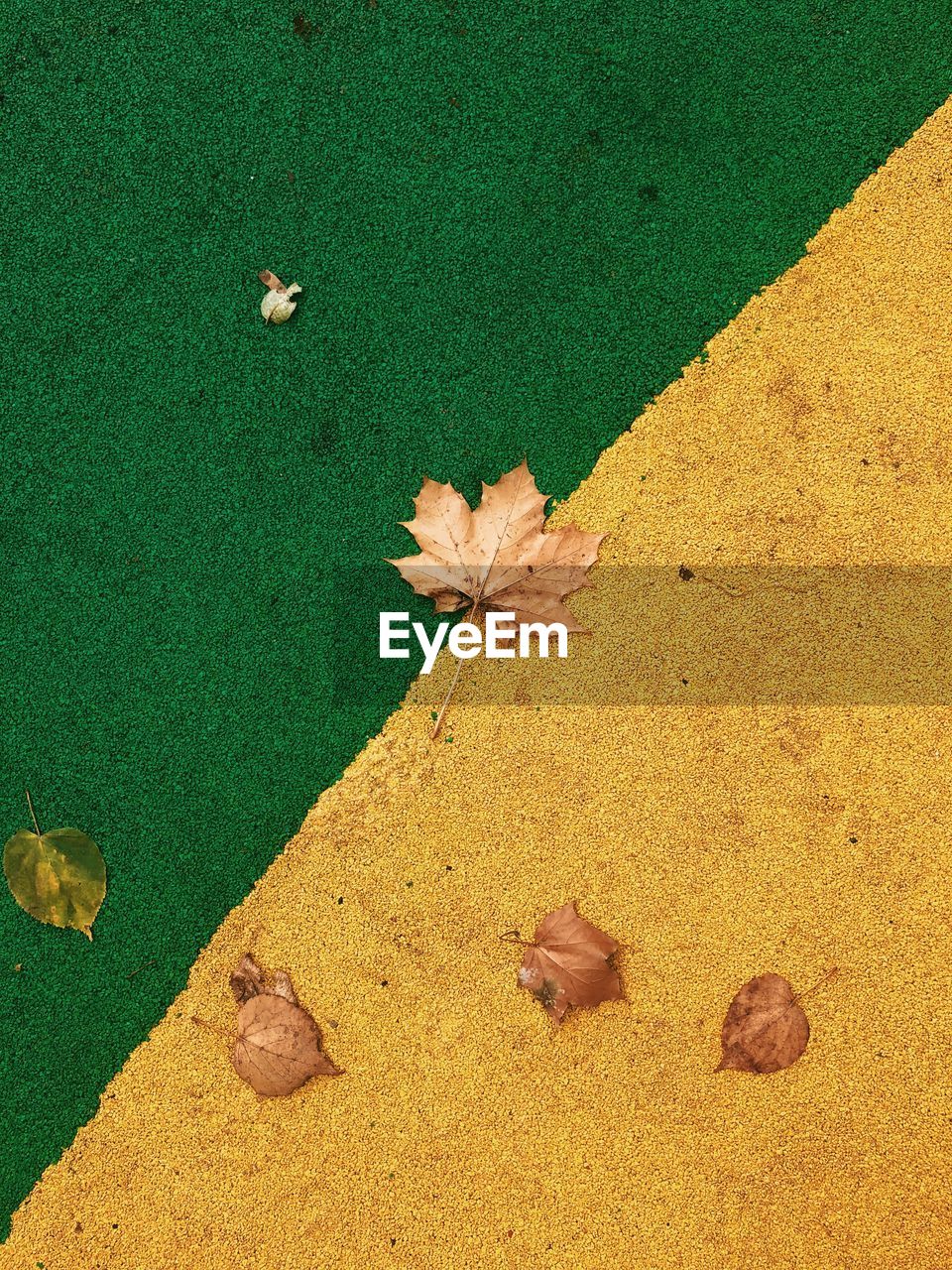 High angle view of yellow maple leaf