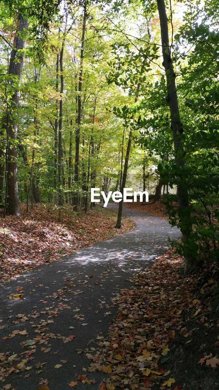 Pathway amidst trees at forest