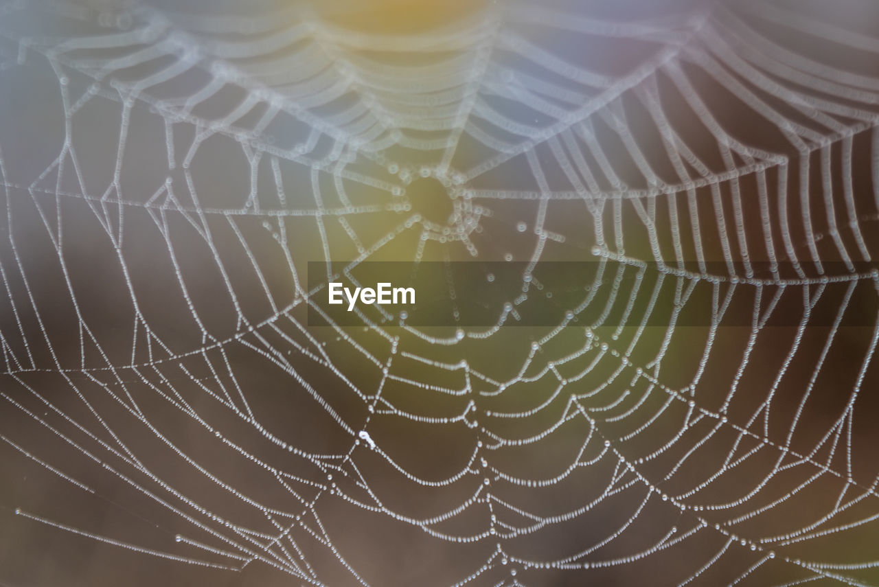 Close-up of spider web