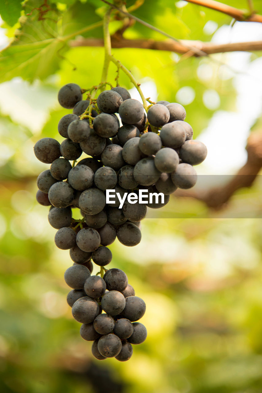 CLOSE-UP OF GRAPES IN VINEYARD