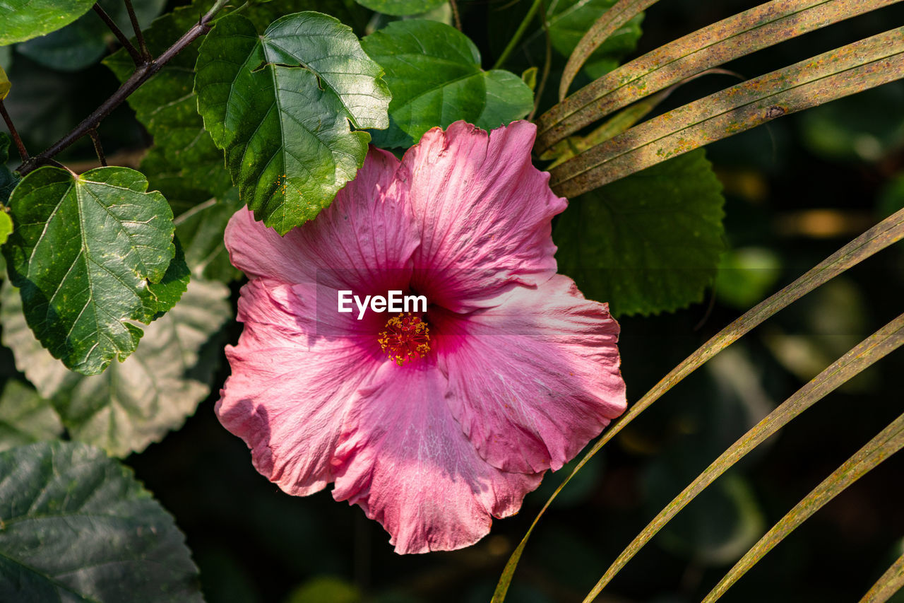 Close-up of pink hibiscus flower