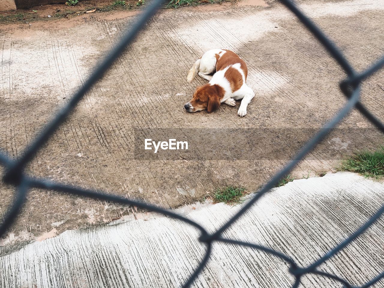 Dog lying down on chainlink fence